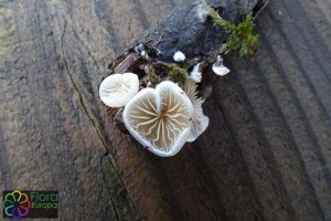 crepidotus mollis (1000 x 667).jpg_product_product_product_product_product_product_product_product_product_product